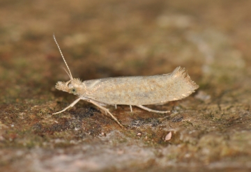 Ypsolopha alpella