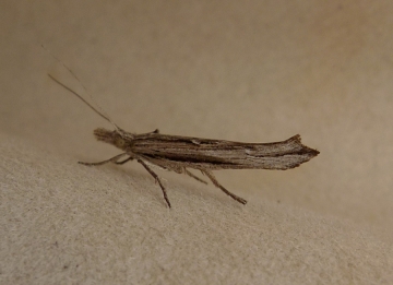 Ypsolopha mucronella