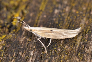 Ypsolopha nemorella