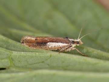 Ypsolopha parenthesella