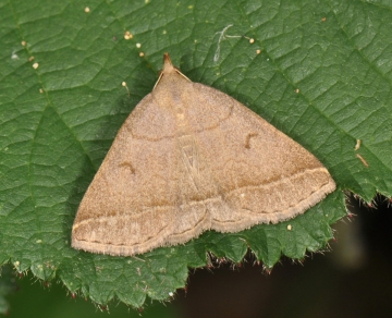 Zanclognatha lunalis