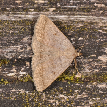 Zanclognatha lunalis