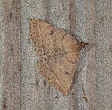 Noctuidae: Zanclognatha zelleralis