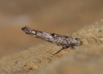 Zelleria oleastrella