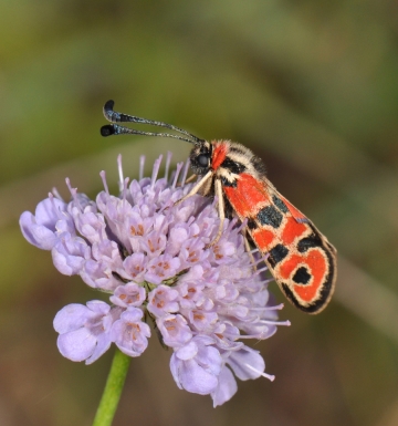 Zygaena fausta
