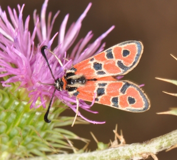 Zygaena fausta