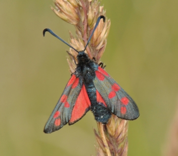 Zygaena filipendulae