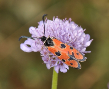 Zygaena hilaris