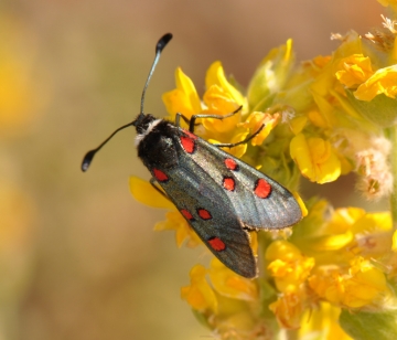 Zygaena lavandulae
