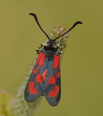 Zygaena loti