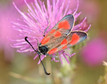 Zygaena loti