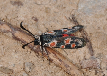 Zygaena occitanica