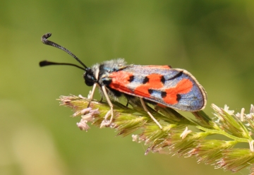 Zygaena rhadamanthus