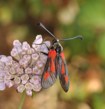 Zygaena sarpedon
