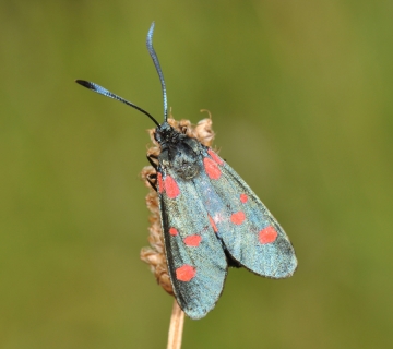Zygaena trifolii