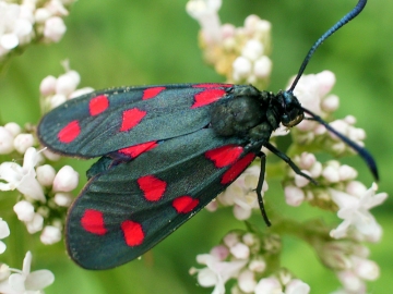 Zygaena filipendulae